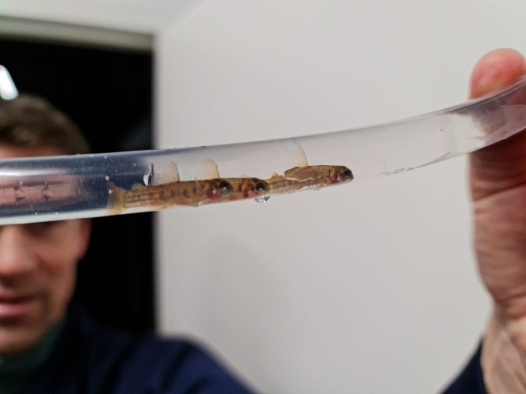 Børge Andreassen at Salten Smolt, shows three of the 5.5 million fry that are now swimming in the new facility