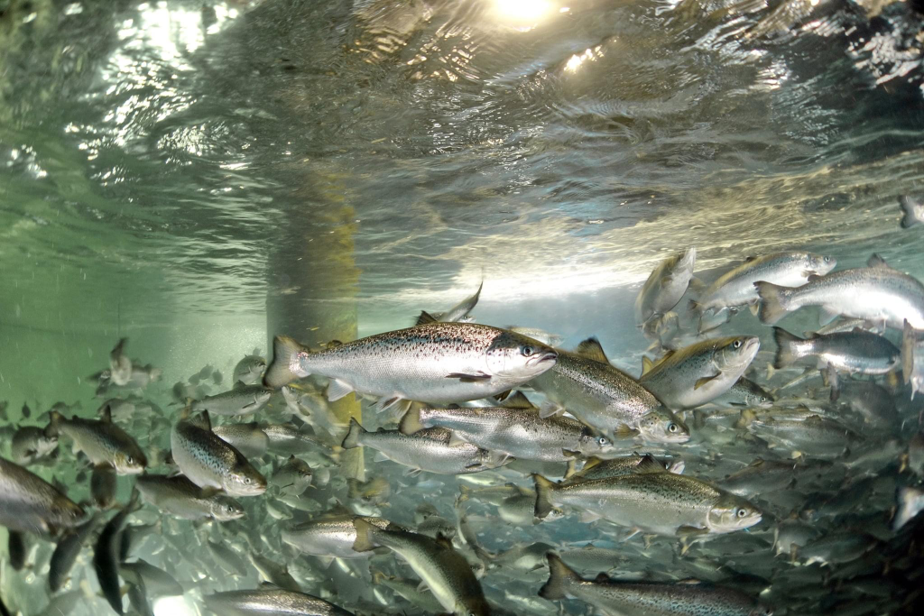 Pure salmon Huon RAS