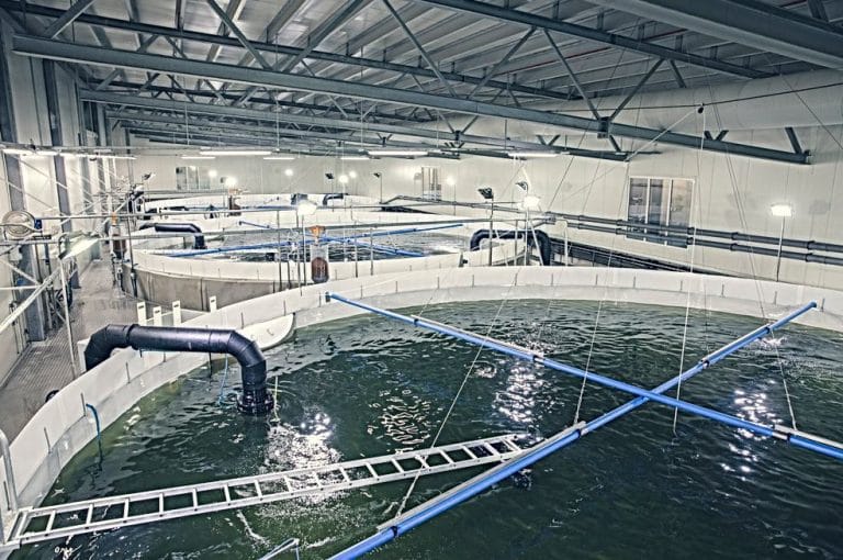 Salangfisk