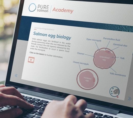 Pure salmon Academy digital training