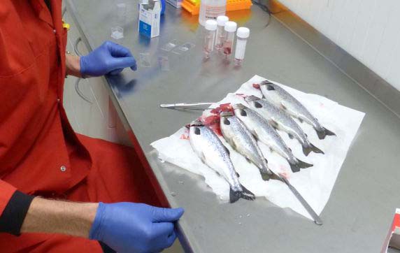 Fish welfare in ras
