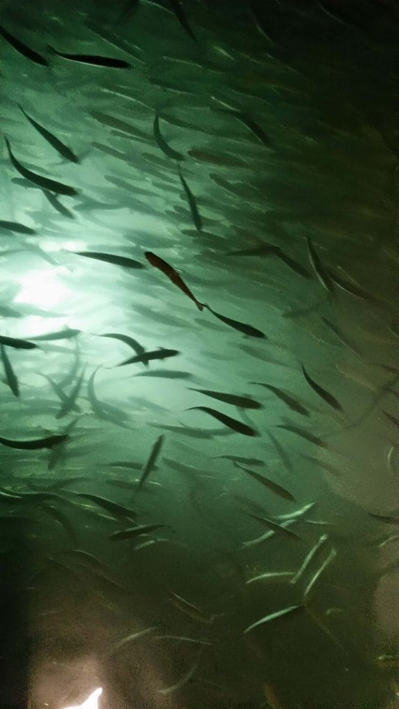 Swimming fish in ras tank
