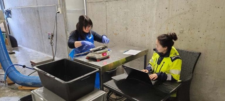 Makoto and Sumeng FIsh welfare and process