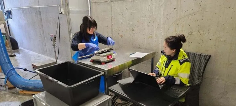 Makoto and Sumeng FIsh welfare and process